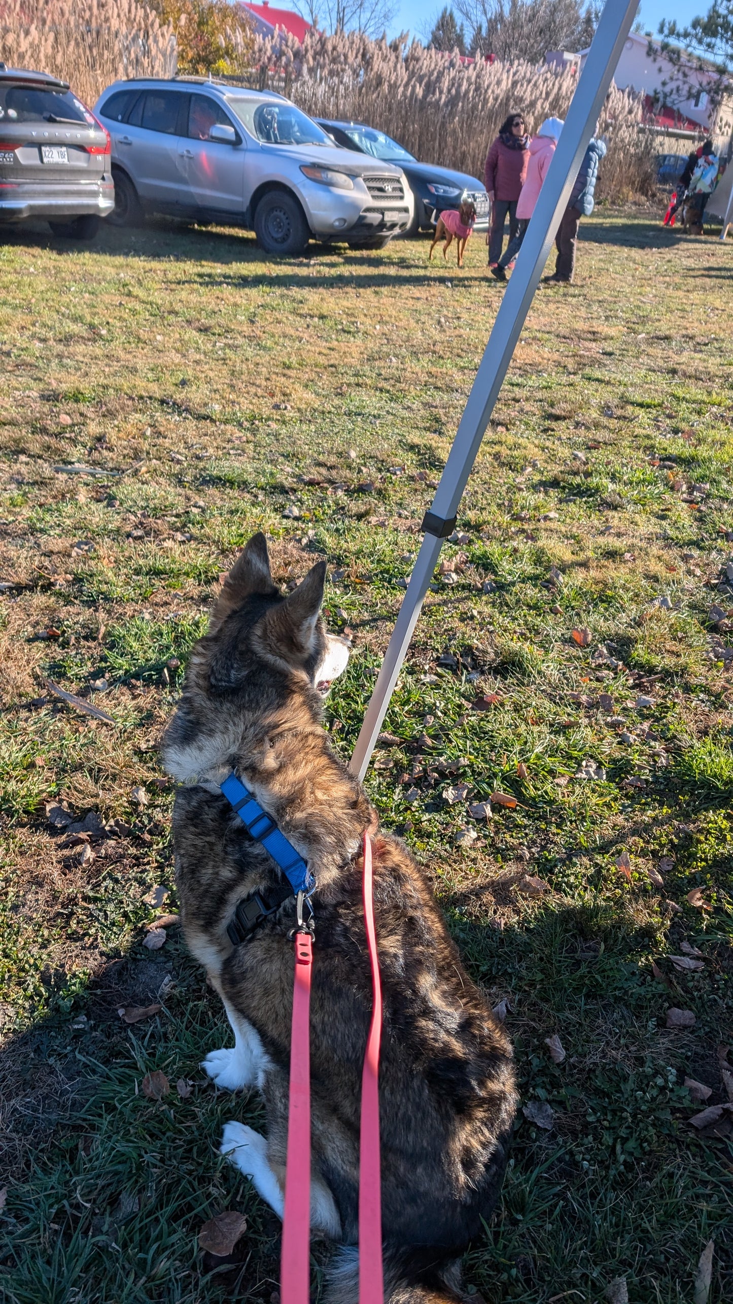 Gérer la Réactivité Canine 2 : Encore Plus Prêt !
