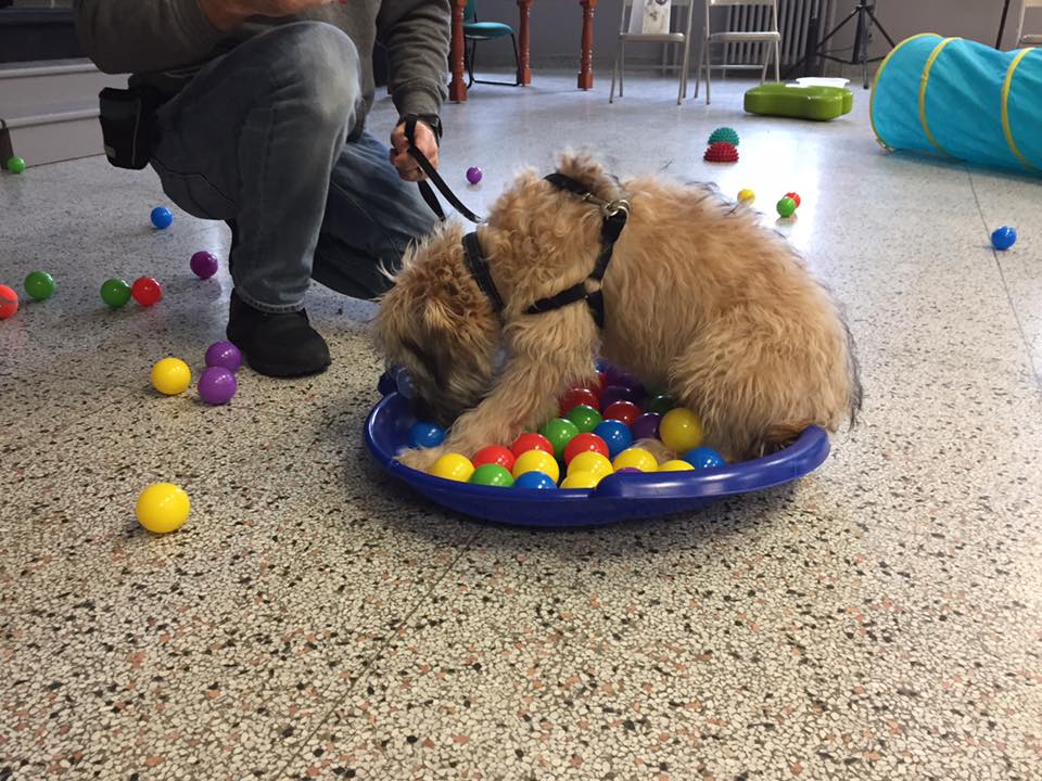 Fondation pour chiots - Maternelle