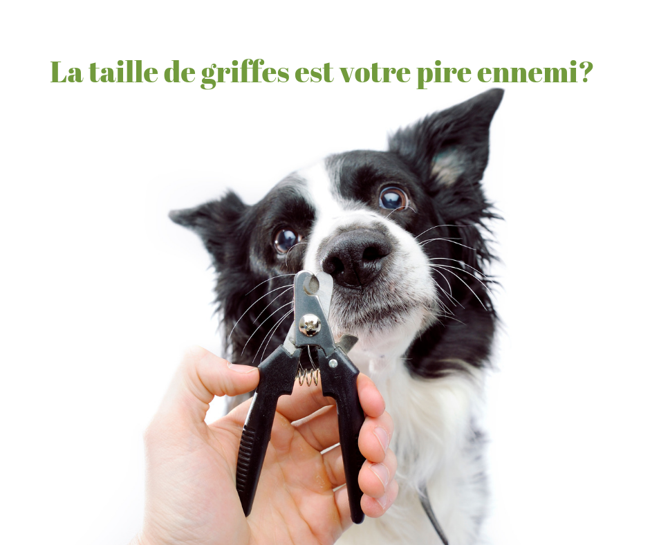 Taille de griffes : du cauchemar à la détente