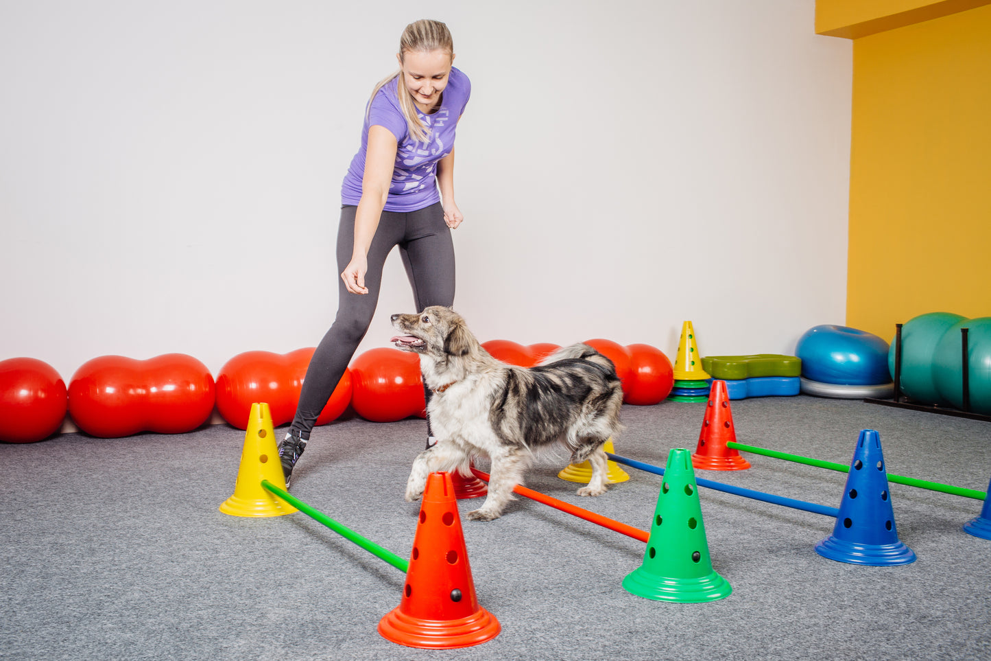 Fitness Canin Débutant