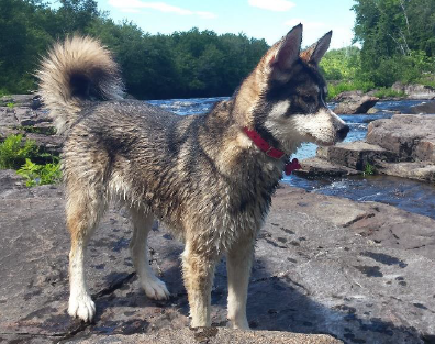 Mon Chien Zen : Comment survivre à l'adolescence de votre compagnon